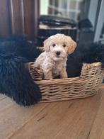 Maltipoo, Cavamalt puppy's, Overige rassen, CDV (hondenziekte), 8 tot 15 weken, Meerdere