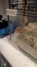Goud hamster met kooi en spullen, Dieren en Toebehoren, Knaagdieren, Vrouwelijk, Hamster, Tam