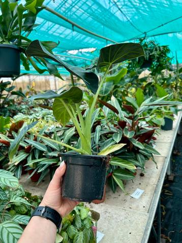 Alocasia Regal Shield - Kamerplant beschikbaar voor biedingen