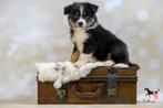 Australian shepherd min/ miniature American shepherd, Dieren en Toebehoren, Nederland, CDV (hondenziekte), 8 tot 15 weken, Eén hond
