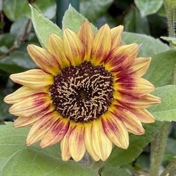 Zaden zonnebloem laag licht geel met rode ring beschikbaar voor biedingen