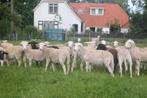 Beste zwoegervrije stamboek Nolana ooilammeren, Meerdere dieren, Schaap, 0 tot 2 jaar