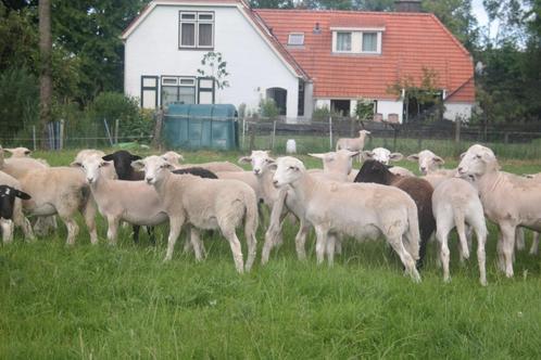 Beste zwoegervrije stamboek Nolana ooilammeren, Dieren en Toebehoren, Schapen, Geiten en Varkens, Schaap, Meerdere dieren, 0 tot 2 jaar