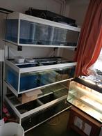 Te koop kweek stelling, Dieren en Toebehoren, Ophalen