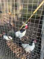 Lakenvelder kriel haan, Dieren en Toebehoren, Pluimvee, Mannelijk, Kip