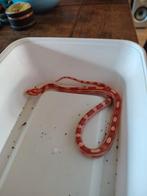 Jonge Ratten slang, Slang, 0 tot 2 jaar