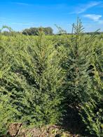 Taxus haagplanten grote maten, Ophalen, Taxus