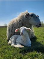 Gezocht Veluwse heideschaap Ram, Dieren en Toebehoren, Schapen, Geiten en Varkens, Mannelijk, Schaap