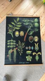 Botanische plaat Juglans regia walnut Ikea 90x124cm, Huis en Inrichting, Woonaccessoires | Schilderijen, Tekeningen en Foto's