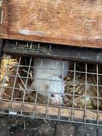 Fretten , fret, Dieren en Toebehoren, Overige Dieren, Juni, Meerdere dieren