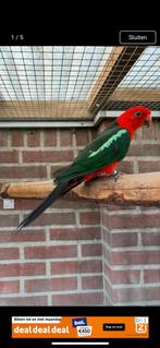 Gevraagd Koningsparkiet man split geel overjarig, Dieren en Toebehoren, Vogels | Parkieten en Papegaaien, Mannelijk, Parkiet, Geringd
