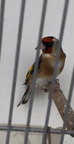 Parva putter man, Dieren en Toebehoren, Vogels | Overige Vogels, Mannelijk, Wildzangvogel, Geringd