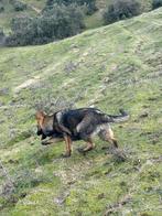 Duitse herder reu werklijn ( stamboom ), Dieren en Toebehoren, Particulier, Rabiës (hondsdolheid), Herder, Buitenland