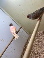 Mooi harlekijn koppel 2025 man gladkop pop kuif, Dieren en Toebehoren, Meerdere dieren, Kleurkanarie