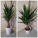 Yucca 'maya palm' kamerplant 100cm incl pot evt te bezorgen*, Huis en Inrichting, Kamerplanten, Ophalen, Halfschaduw, In pot, Minder dan 100 cm