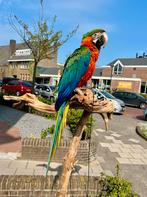 1,5 jaar jonge mannelijke  Ara-papegaai handtam, Dieren en Toebehoren, Vogels | Parkieten en Papegaaien, Mannelijk, Papegaai