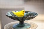 Kakariki jong | Vogels om tam te maken, Meerdere dieren, Parkiet, Tam