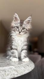 Maine coon kittens met stamboom mogen nu weg, Dieren en Toebehoren, Katten en Kittens | Raskatten | Langhaar, Meerdere dieren