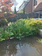 Mooie verse vijver, zuurstofplanten, Ophalen of Verzenden