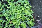 Waldsteinia Ternata wintergroene bodem bedekker, Tuin en Terras, Planten | Tuinplanten, Vaste plant, Halfschaduw, Lente, Ophalen