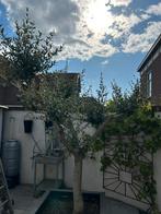 Grote olijfboom, Tuin en Terras, Planten | Bomen, Bloeit niet, 100 tot 250 cm, Olijfboom, Ophalen