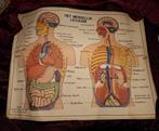 anatomische wandplaten , 7 stuks aan weerszijden afbeeldinge, Antiek en Kunst, Antiek | Schoolplaten, Ophalen of Verzenden, Natuur en Biologie