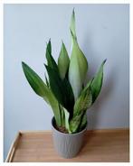 Sanseveria kamerplant 65cm, Huis en Inrichting, Kamerplanten, Ophalen, Vetplant, Halfschaduw, In pot