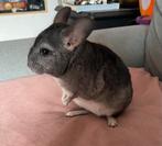Chinchilla’s, Dieren en Toebehoren, Knaagdieren, Chinchilla, Juni, Mannelijk, Tam