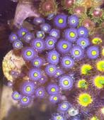 Zoanthus blue walter €20 per poliep, Overige typen, Zoutwatervis