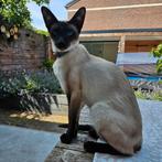 Siamees 2 jaar oud, Dieren en Toebehoren, Katten en Kittens | Raskatten | Korthaar, Poes