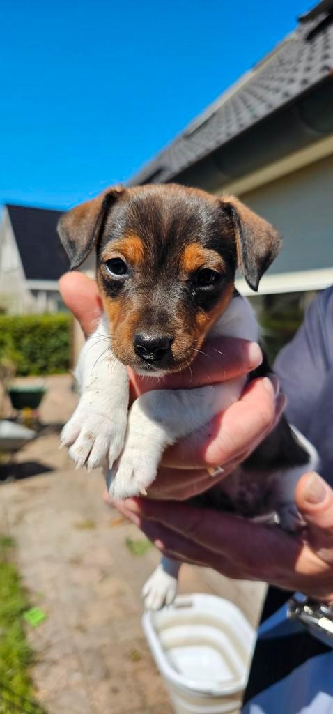 Laagbenig Jack Russell teefje, Dieren en Toebehoren, Honden | Jack Russells en Terriërs, Teef, Jack Russell Terriër, Particulier