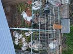 Baby konijnen, Dieren en Toebehoren, Konijnen, Geslacht onbekend, Klein, 0 tot 2 jaar
