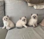 Kruising Ragdoll kittens (gereserveerd), Ontwormd, Poes