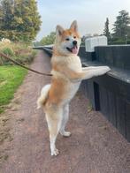 Akita Inu dekreu met Stamboom, Dieren en Toebehoren, Particulier, Rabiës (hondsdolheid), Reu, 1 tot 2 jaar