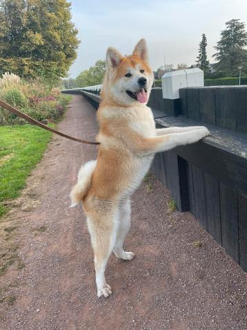 Akita Inu dekreu met Stamboom beschikbaar voor biedingen