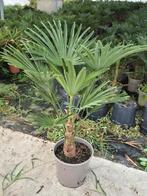 Palm, Trachycarpus WAGNERIANUS, winterhard, Tuin en Terras, Planten | Tuinplanten, Ophalen of Verzenden, Bloeit niet, Overige soorten