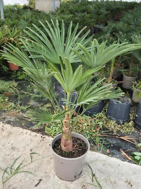 Palm, Trachycarpus WAGNERIANUS, winterhard, Tuin en Terras, Planten | Tuinplanten, Overige soorten, Volle zon, Bloeit niet, Ophalen of Verzenden