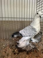 ijsduif, ijsduiven, sierduif, sierduiven, Meerdere dieren, Overige soorten