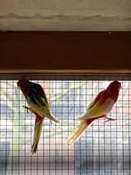 Rosella’s, Meerdere dieren, Parkiet, Geringd