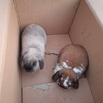 2 lieve dwergkonijnen 2 jaar oud mannetje bruin is gecastree, Dieren en Toebehoren, Konijnen, Mannelijk