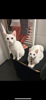 2 witte binnen poezen, Dieren en Toebehoren, Katten en Kittens | Raskatten | Korthaar, Poes, Gechipt, 0 tot 2 jaar
