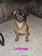 1 mechelse teefje te koop, 8 tot 15 weken, Teef, Eén hond, Herder