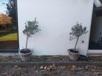 5 stuks olijfboompjes, Tuin en Terras, Planten | Bomen, Ophalen, Volle zon, Overige soorten, 100 tot 250 cm