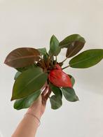 Philodendron Prince of Orange, Huis en Inrichting, Kamerplanten, Overige soorten, Minder dan 100 cm, Ophalen of Verzenden, Halfschaduw