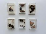 Insectendoosjes met insecten, Verzamelen, Dierenverzamelingen, Ophalen of Verzenden, Zo goed als nieuw, Insect, Opgezet dier