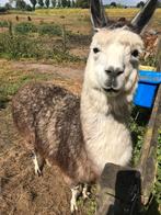 Te koop een prachtige blauwe bonte Alpaca  dekhengst., Dieren en Toebehoren, April, Mannelijk