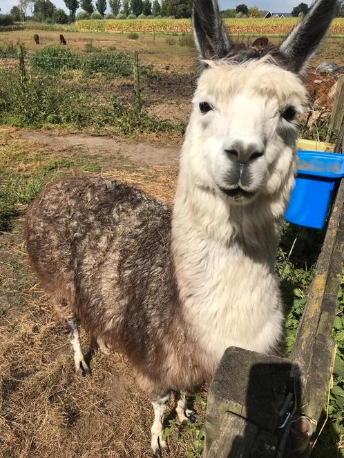 Te koop een prachtige blauwe bonte Alpaca  dekhengst., Dieren en Toebehoren, Overige Dieren, Mannelijk, April