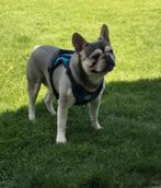 Super mooie jonge franse bulldog reu, Particulier, Rabiës (hondsdolheid), Reu, 1 tot 2 jaar