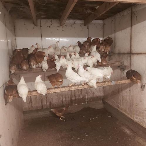 Bruine legkippen (lohman ) en witte leghorn van ong 18 weken, Dieren en Toebehoren, Pluimvee, Kip, Vrouwelijk