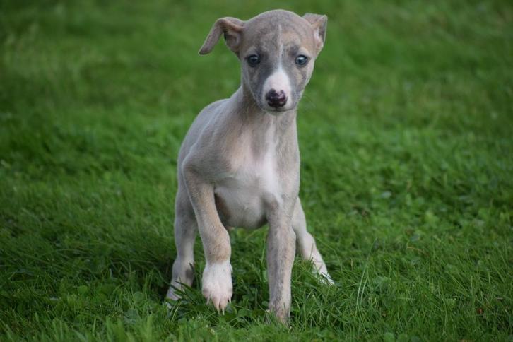 Whippet pups beide ouders aanwezig, Dieren en Toebehoren, Honden | Windhonden, Meerdere dieren, Whippet, Fokker | Professioneel